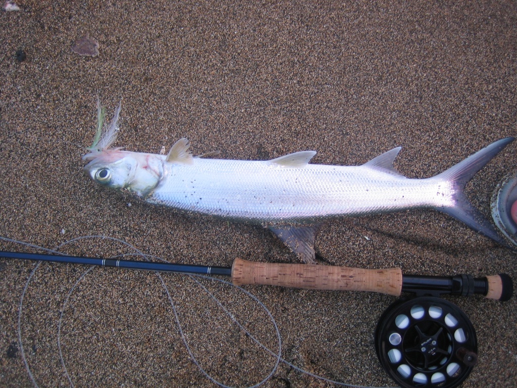 Shorefishing Hawaii  IFish Fishing Forum