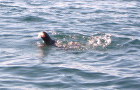 thumbs/sealandsquid.png