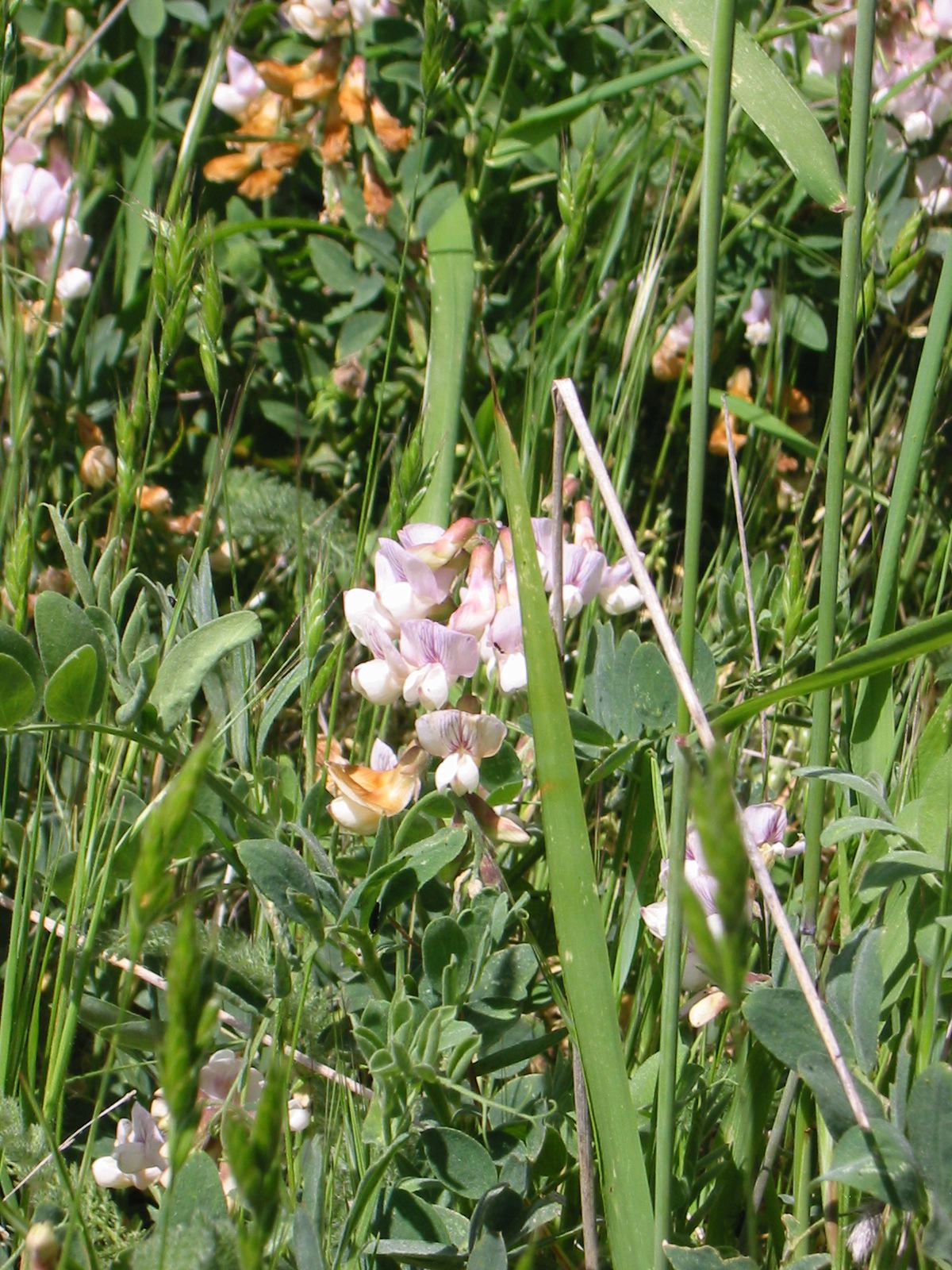 Rattlesnake Ridge, 22 May 2003