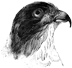 Sprwhawk