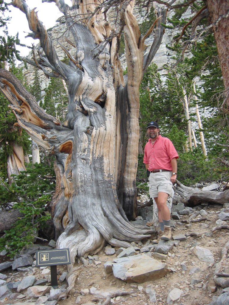 Bristlecone, Wheeler Pk